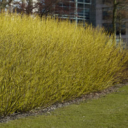 Dogwood, Golden-Twig